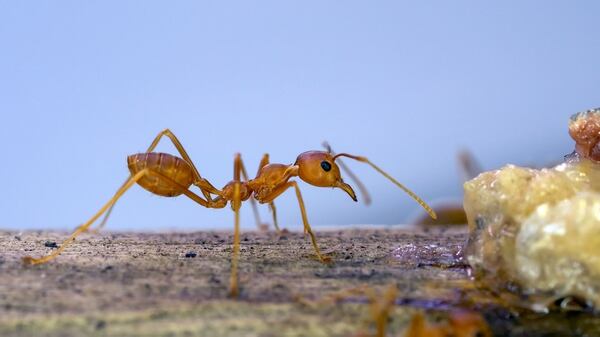 En el caso del componente que contenía sustancia de la hormiga ladrona, la bacteria no aumentó de tamaño (Istock)