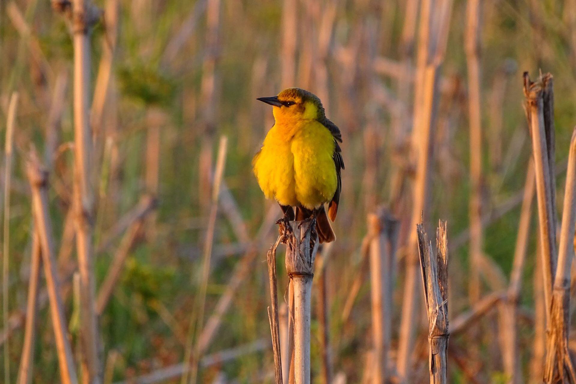 El tordo amarillo es una de las aves más amenazadas de Sudamérica. Se estima que en la actualidad quedan tan solo unos 600 individuos en nuestro país, repartidos en dos pequeñas poblaciones entre el sur de Entre Ríos y el norte de Corrientes