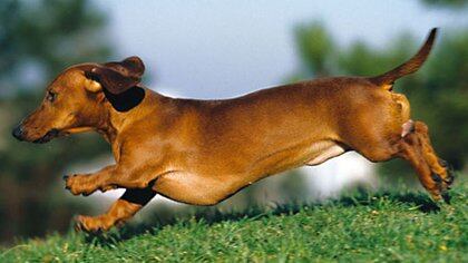 Le gusta hacer agujeros en el jardín, también escarba en casa. 