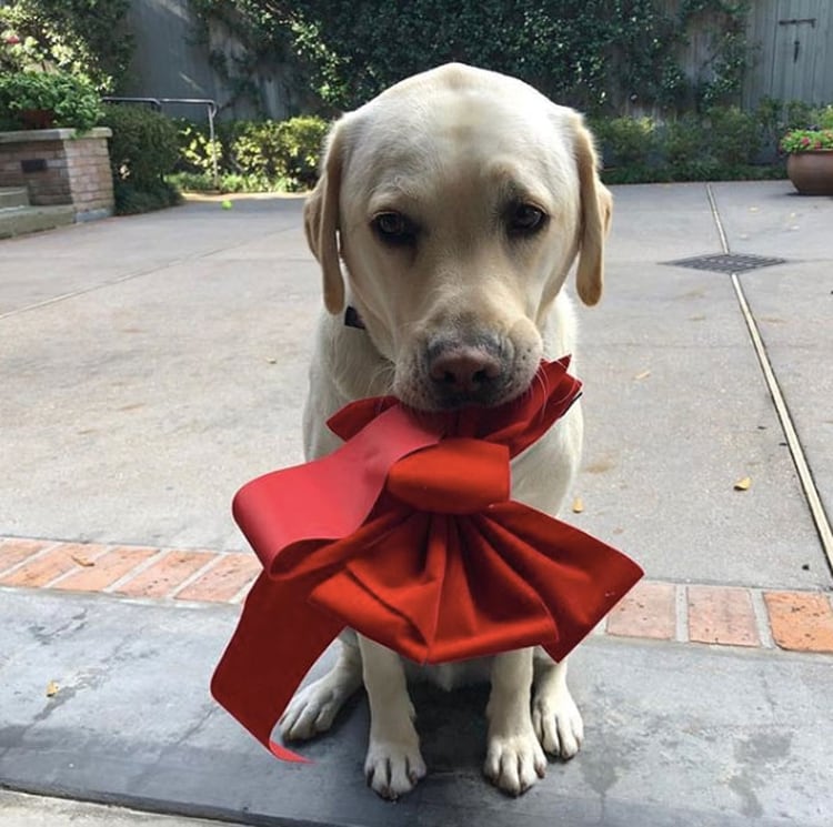 El perro de servicio acompaÃ±Ã³ al ex presidente de EEUU durante sus Ãºltimos meses de vida. (Foto: Instagram sullyhwbush)