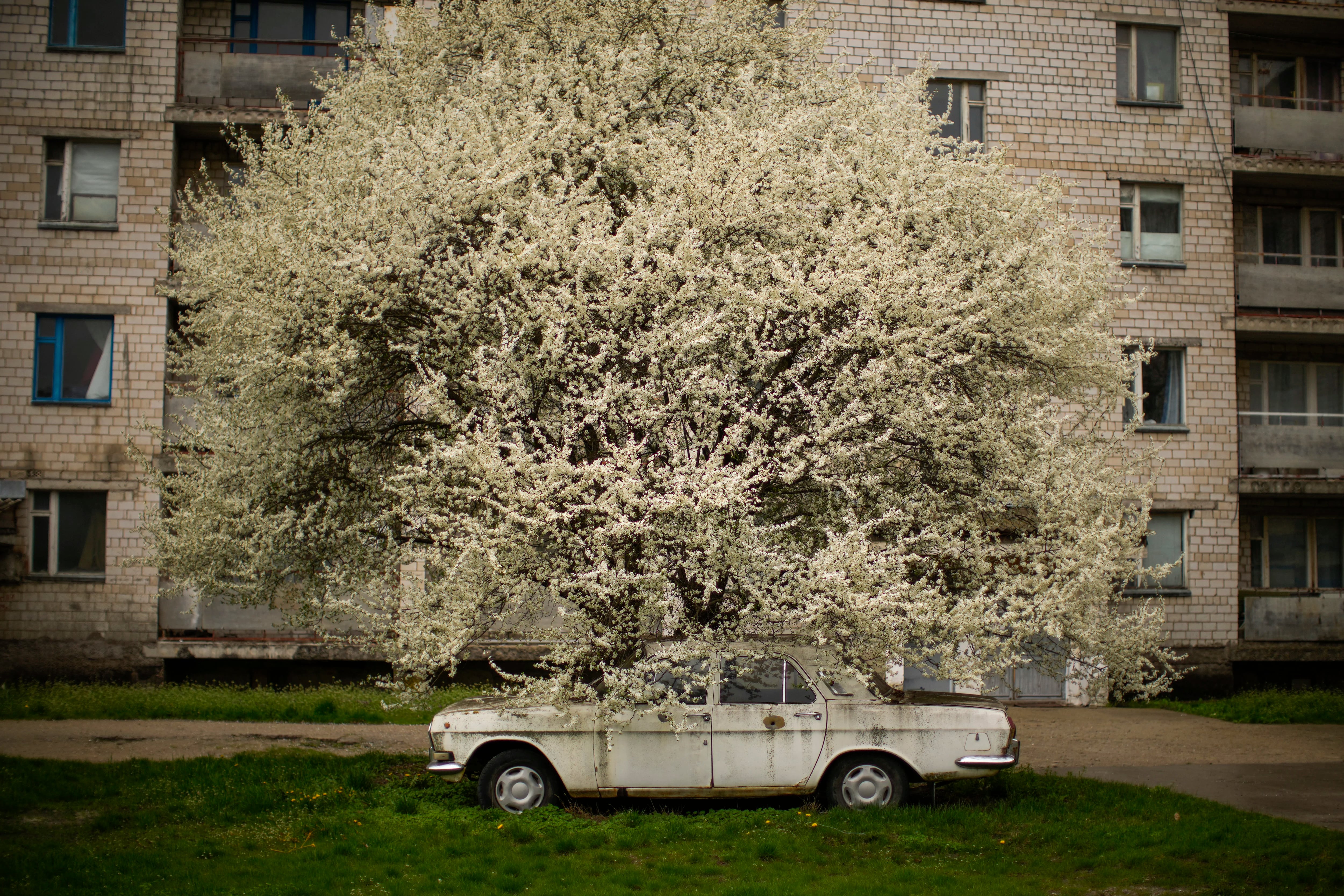 Un automóvil está estacionado debajo de un árbol en la ciudad parcialmente abandonada de Chernobyl, Ucrania, el martes 26 de abril de 2022.