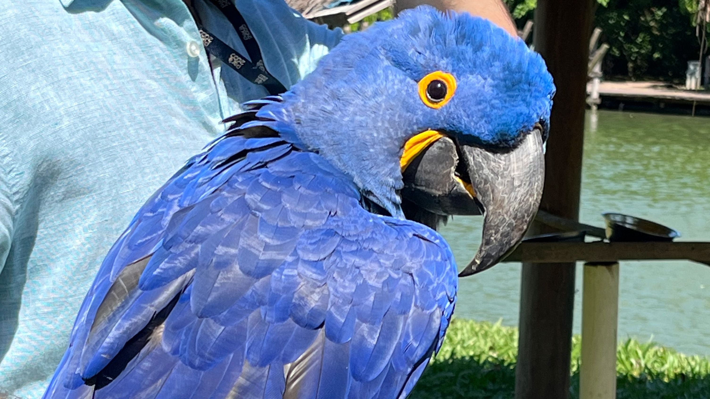 El Arara Azul o Guacamaya azul, una de las aves más exóticas de la Amazonía en peligro de extinción y en estado de protección en el Parque de las Gazas de Belém. Foto: Marcos Colombo