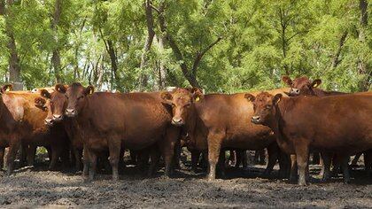 Desde sectores que integran la cadena de ganados y carnes se pronunciaron en contra de las medidas del ministerio de Agricultura. 