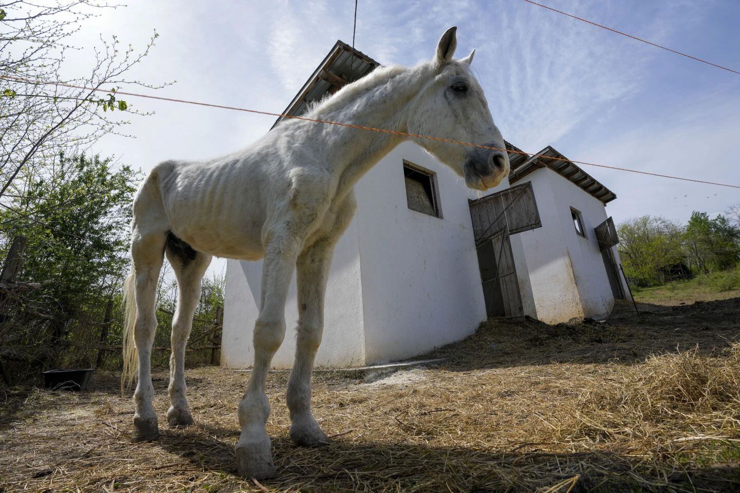 Fue fundado en 2015 por Zeljko Ilicic en un pequeño terreno en Lapovo, Serbia Central. (AP Photo/Darko Vojinovic) Santuarios animales, caballos, equinos, cerdos, burros, animales, mascotas, noticias de animales, noticias de mascotas, Serbia, Lapovo