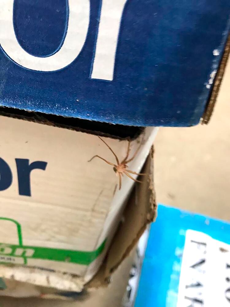 Una araña en la zona del archivo