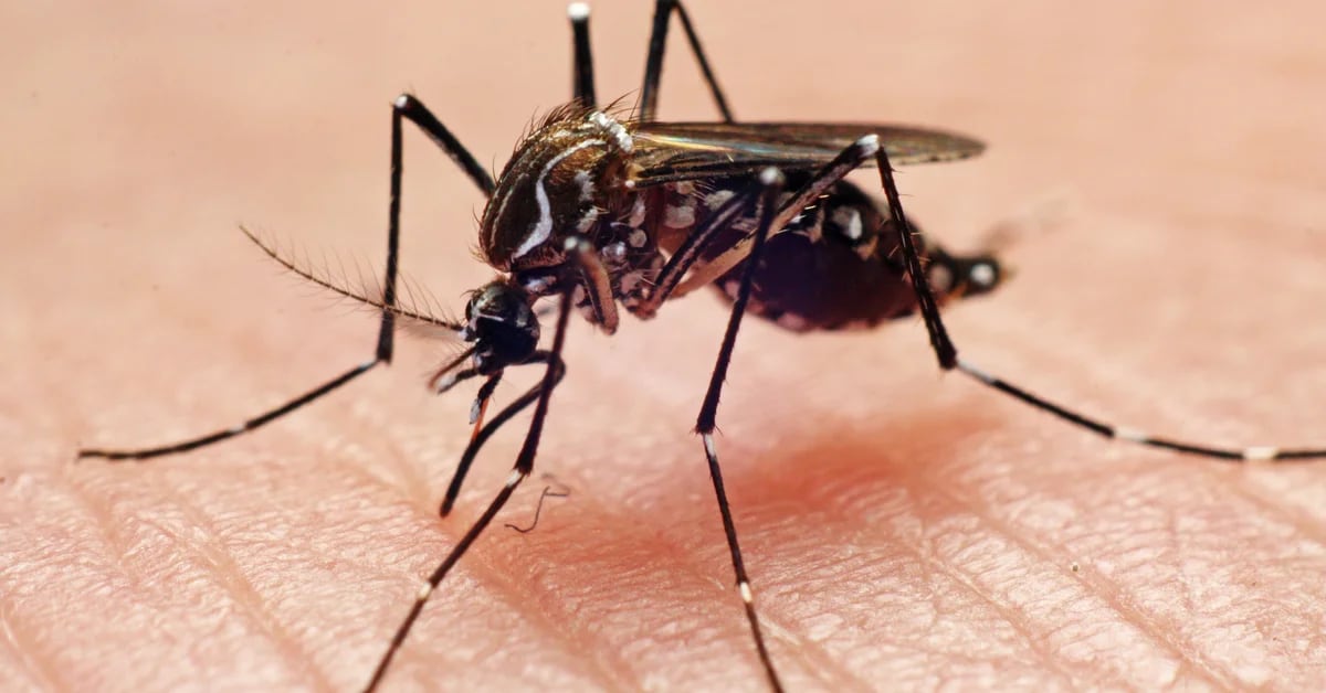 Czy komary są „doskonałymi maszynami” do wąchania ludzi?