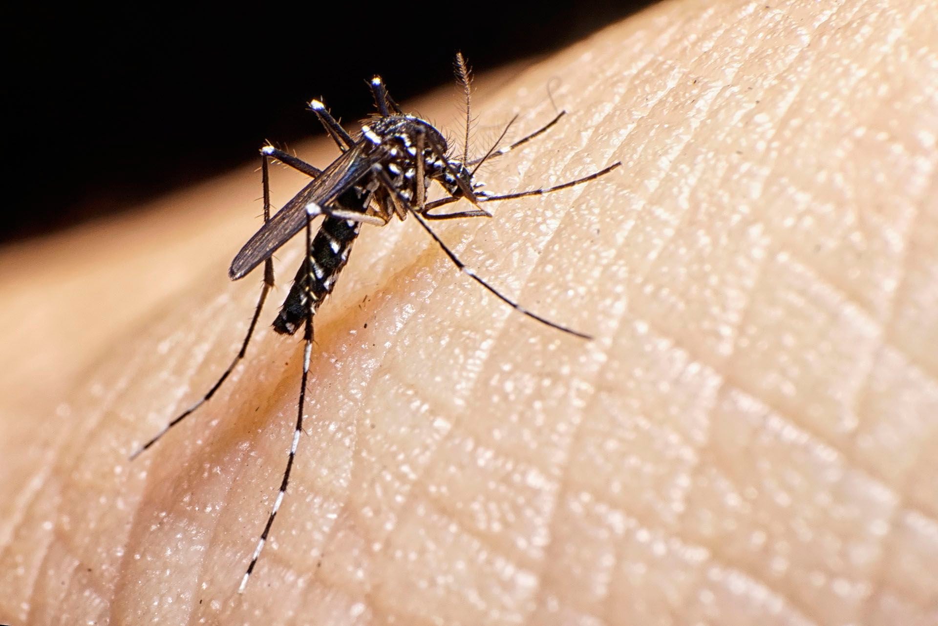 Tanto las personas que ya tuvieron dengue como la que no han adquirido la infección pueden desarrollar cuadros grave. Desde 2009 el "dengue hemorrágico" está incluido dentro de la definición de "dengue grave" (Getty) 
