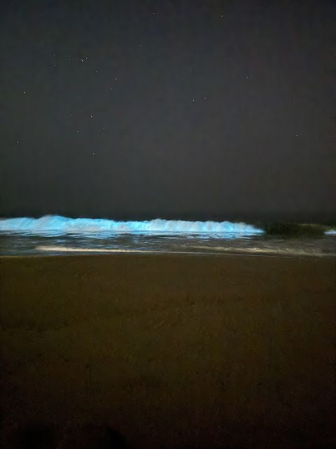 bioluminiscencia acapulco