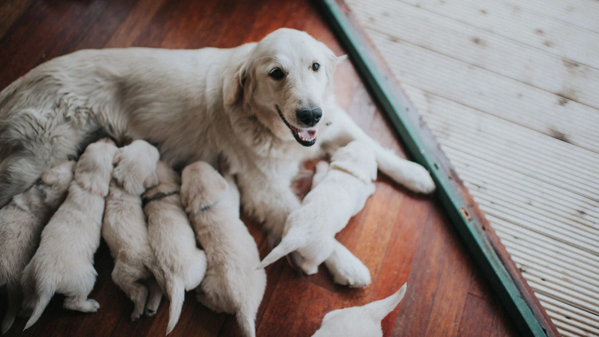 Cuáles son los riesgos de separar a los cachorros de su madre antes de tiempo