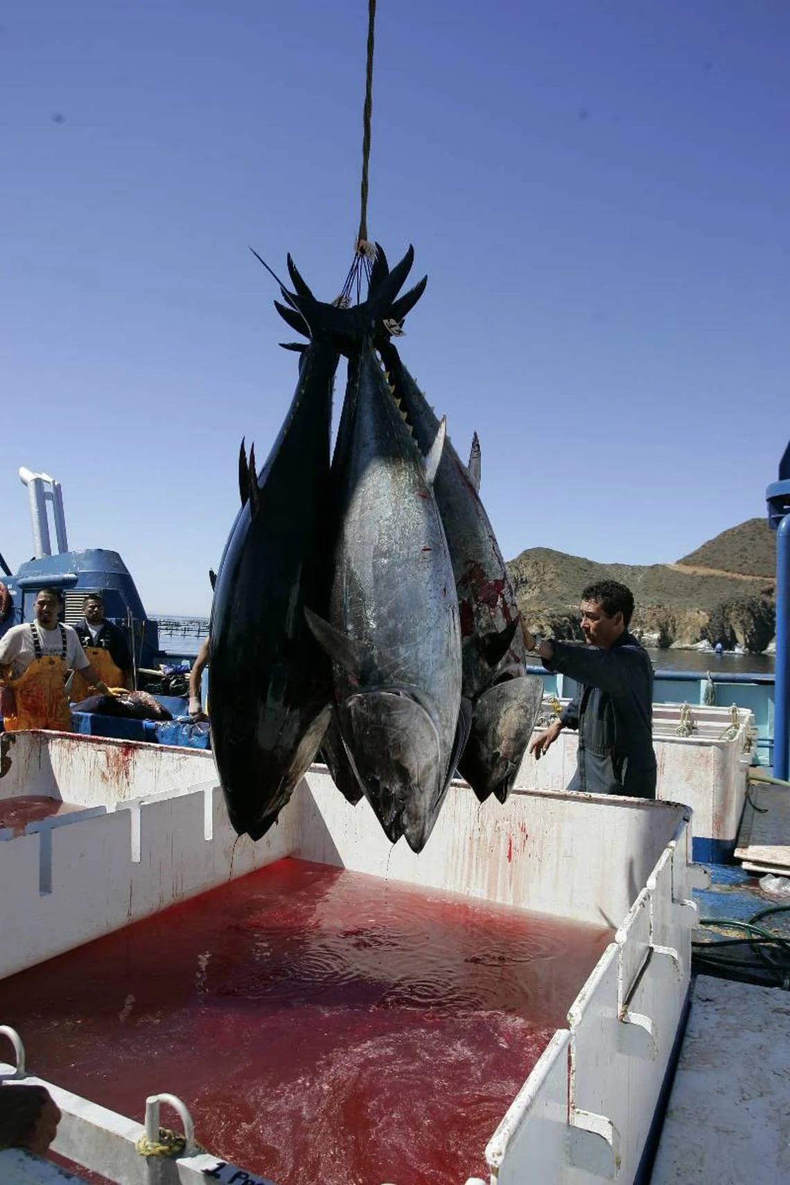 Pescadores de atún en el Pacífico mexicano (AP)