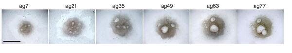Esta imagen muestra el crecimiento de óvulos en un ovario artificial, cultivado en laboratorio, de 7 días a 77 días. Imagen: Science