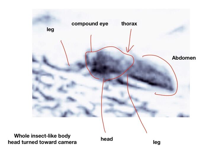 Romoser señaló partes del cuerpo de un insecto como cabeza, tórax, abdomen y patas (Foto: Universidad de Ohio)