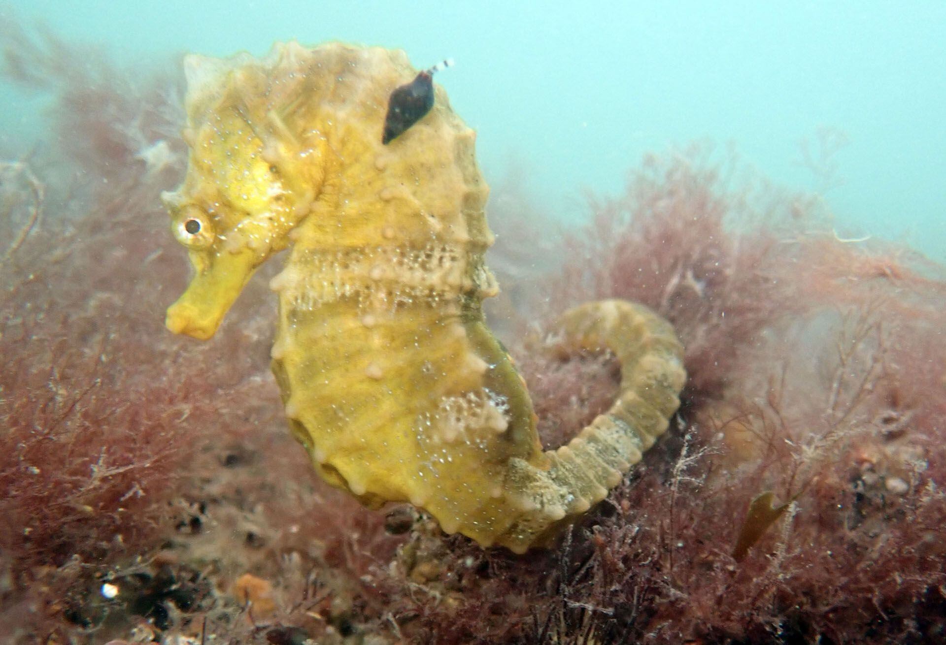 El Hipocampo Patagónico es la especie de caballito de mar más austral encontrada en el Océano Atlántico y una de las más recientes conocidas por la ciencia, ya que sólo hace 15 años fue descripta por primera vez