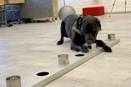 El perro rastreador Miina, que está siendo entrenado para detectar el coronavirus de las muestras de los pasajeros (REUTERS/Attila Cser)