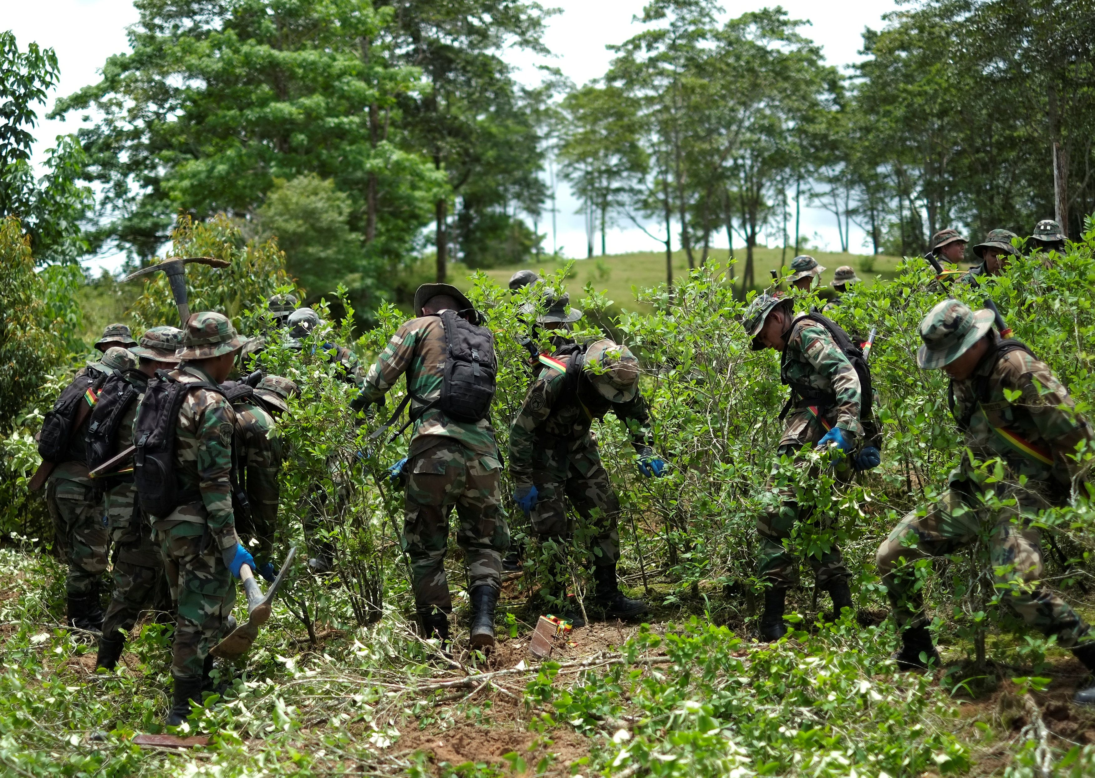 Militares durante tareas de erradicación de plantas de coca en la zona de Chimore, en el Chapare. REUTERS/David Mercado