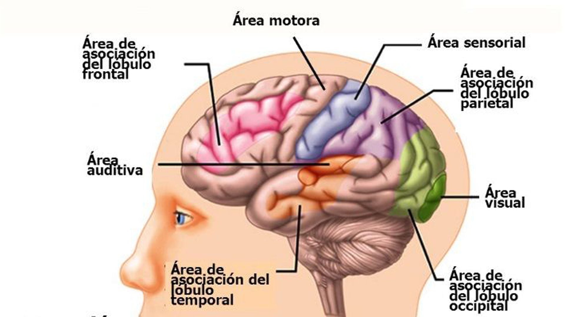 Partes y funciones del cerebro