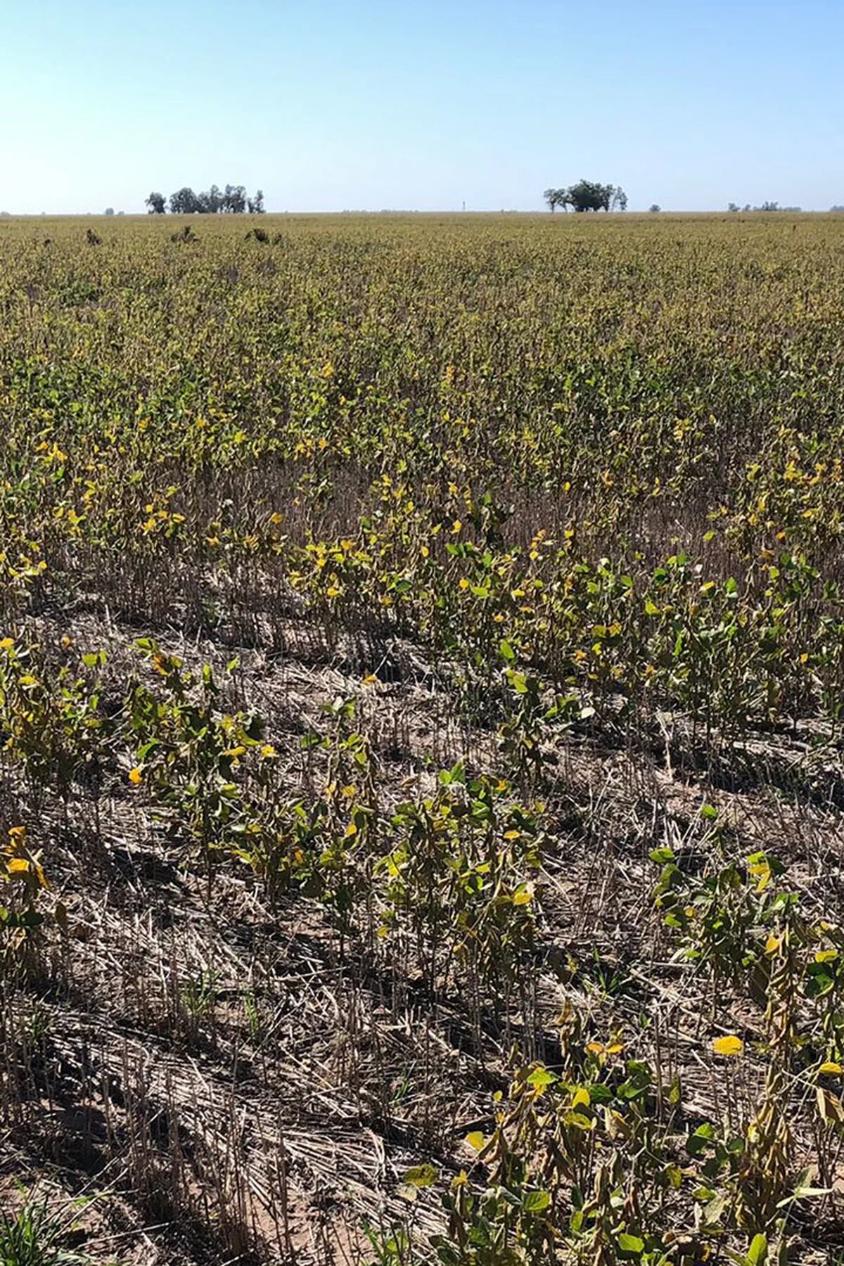 Granos chicos, verdes y rotos”: la pésima cosecha de soja que dejó la  sequía, relatada por los productores - Infobae