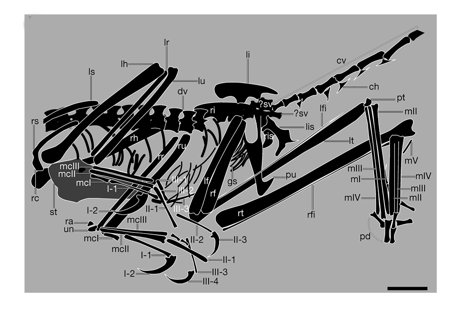 La nueva especie, denominada 'Fujianvenator prodigiosus', presenta un extraño conjunto de morfologías que comparte con otros avianos, troodóntidos y dromaeosaurios, lo que demuestra el impacto del mosaicismo evolutivo en la evolución temprana de las aves (Crédito: Nature)