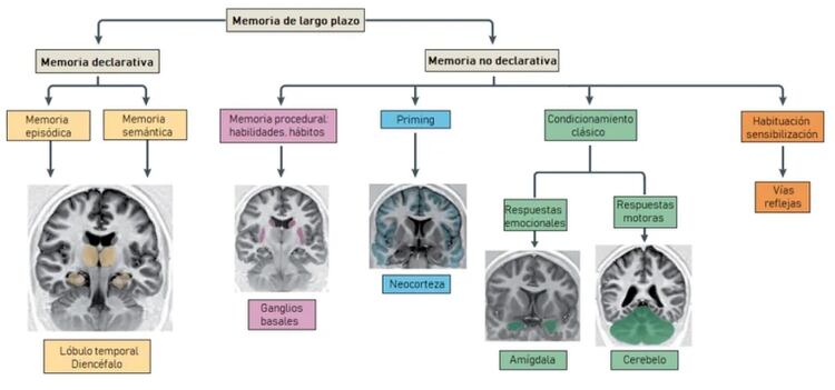 Sistemas de memoria a largo plazo. (Modificado de Katharina Henke, Nature Neuroscience, 2010)