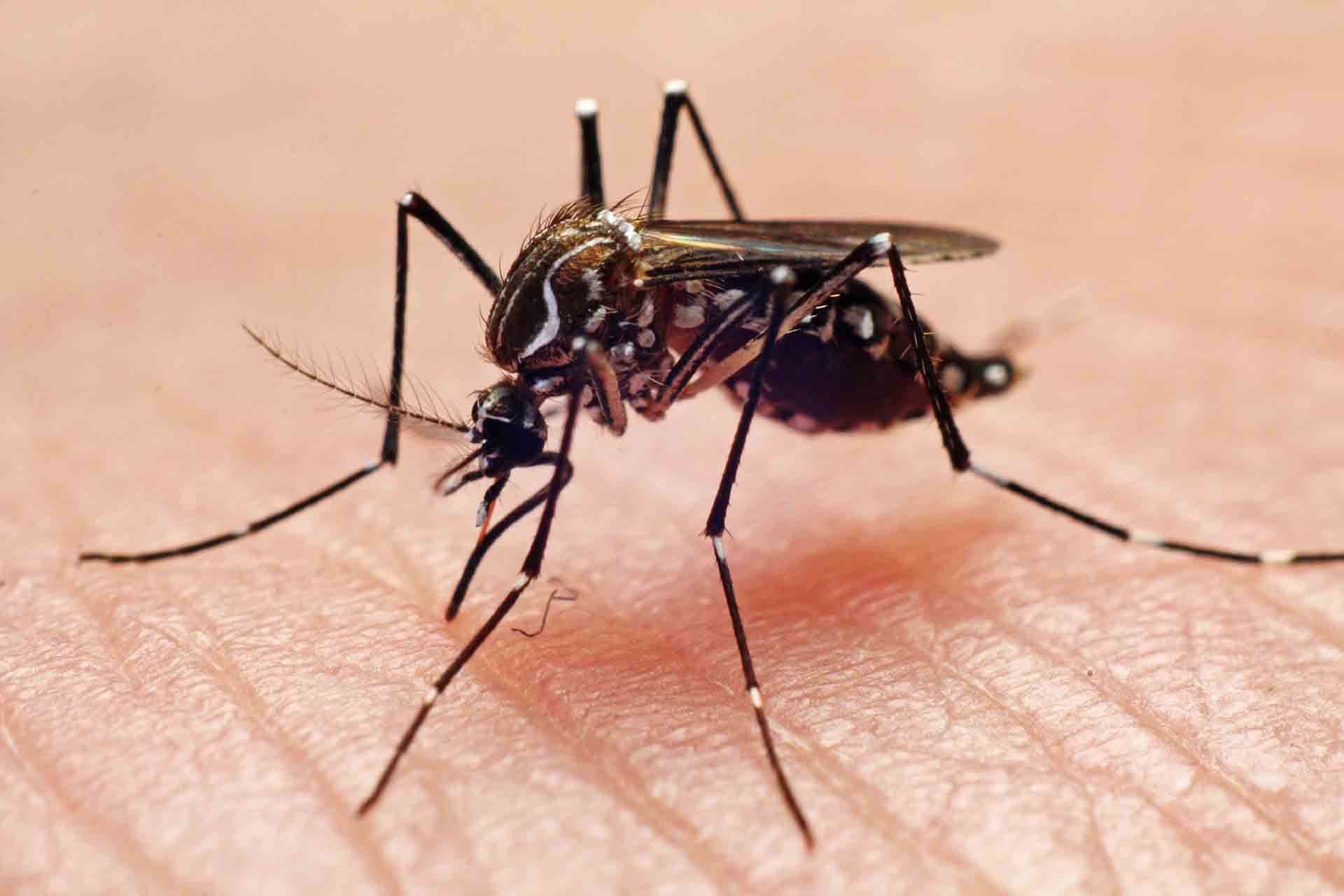 Dengue vacunas