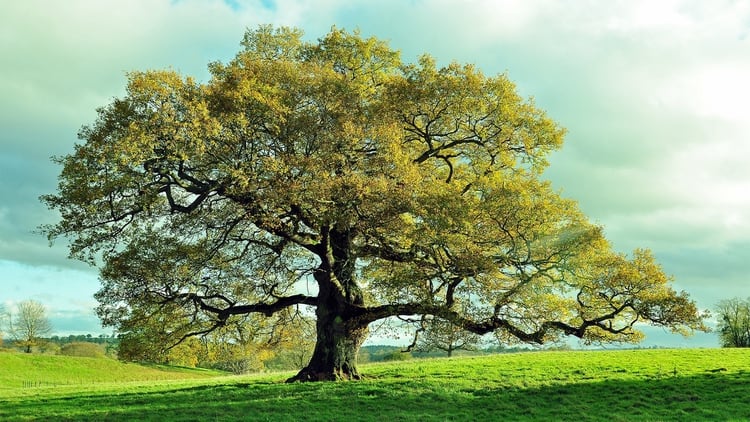 Resultado de imagen para dia del arbol