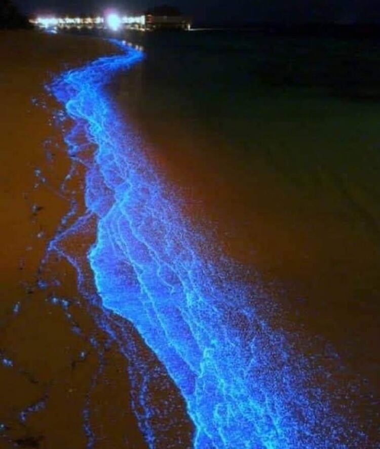 Acapulco bioluminiscencia (Foto: Twitter@EdberdMolina)