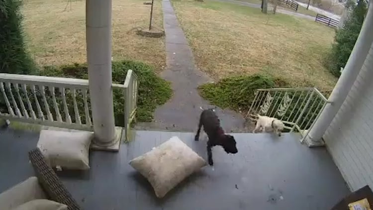 En la grabación pueden verse a los dos perros subir por las escaleras y olfatear hacia una mesita instalada al aire libre en el porche de la casa. (Foto: captura de pantalla)