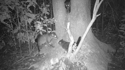 Las cámaras trampas son fundamentales para observar a las especies protegidas en los parque nacionales. Están en El Impenetrable, Iberá y Los Glaciares.