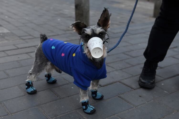 Hasta los perros pasean con protección respiratoria (AFP)
