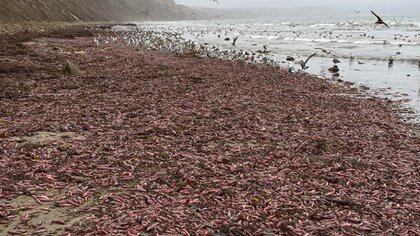 Que Es El Pez Pene La Especie Que Invadio Una Playa Cercana A Baja California Infobae