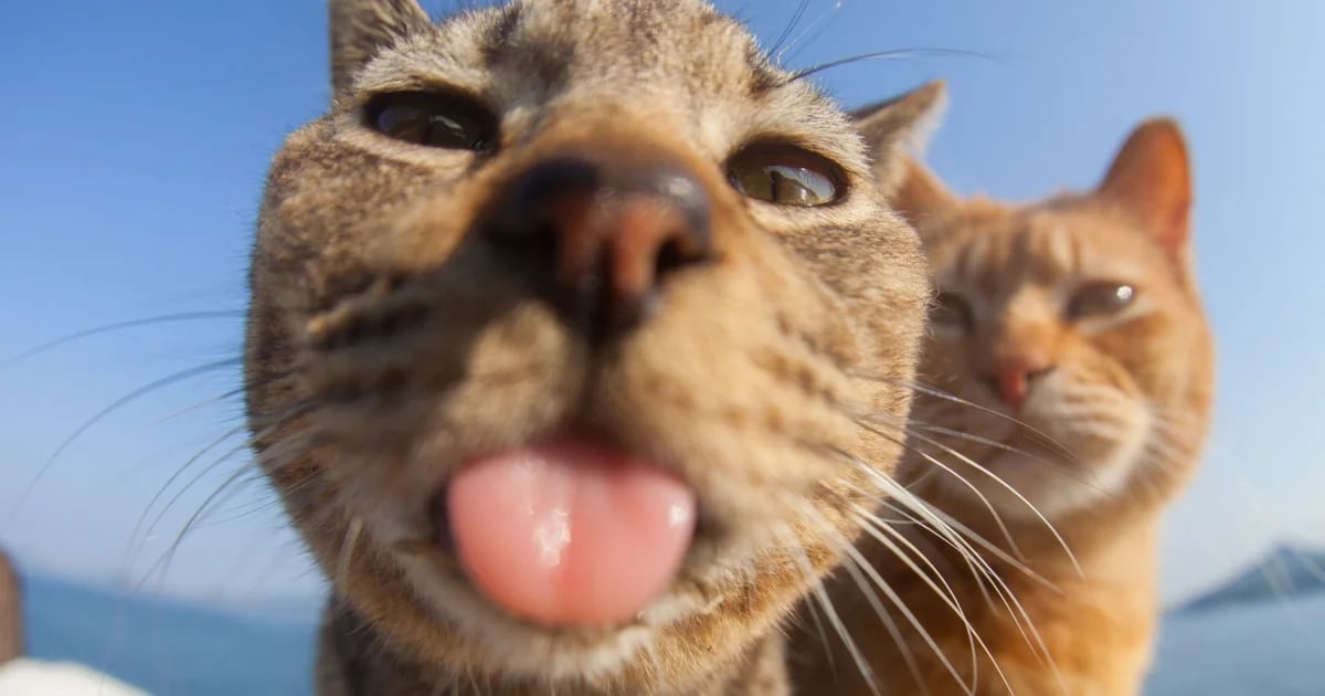 Cats, Dogs, Ferrets, and Turtles: In PHOTOS Comedy Pet Photo Awards Finalists