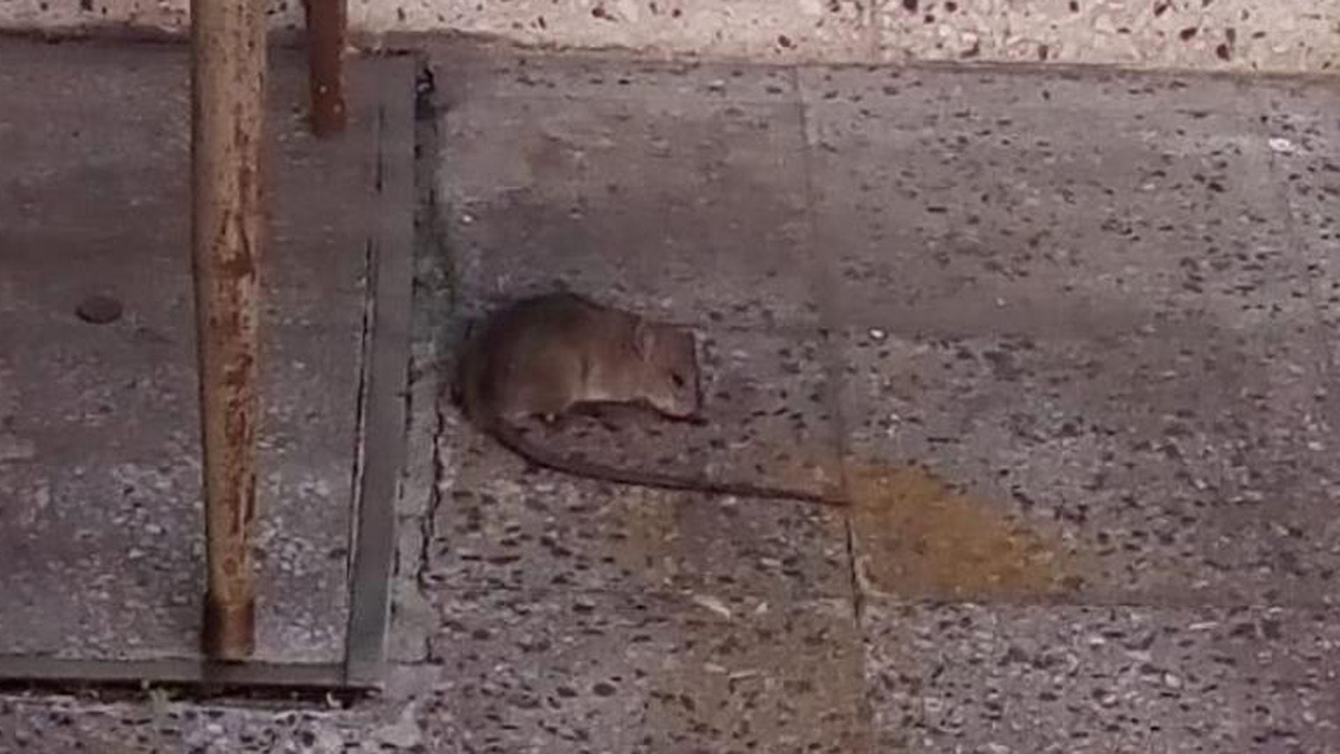 Un roedor vivo apareció en la sala de tres años del jardín de infantes Lola Mora