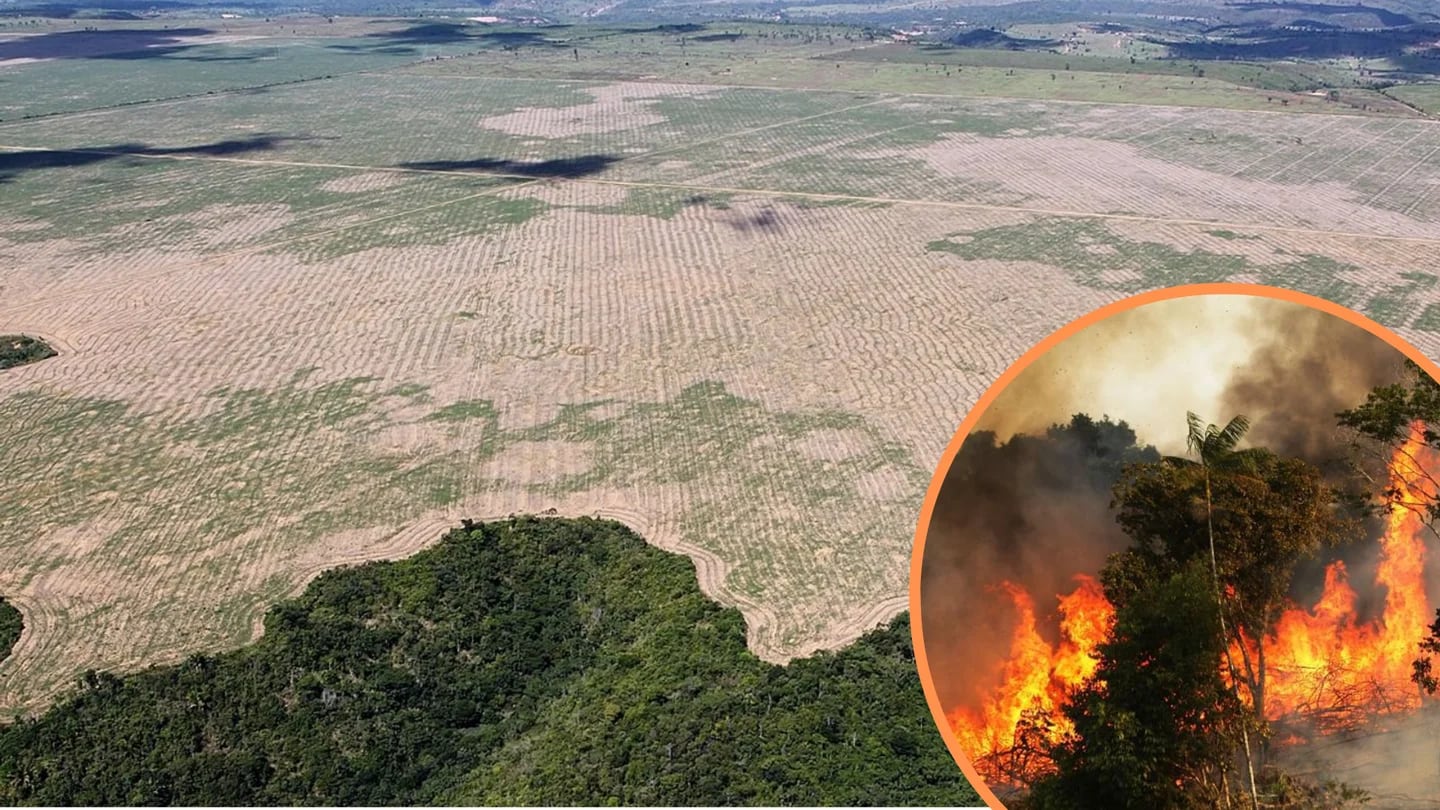 La Amazonía podría colapsar en 2050: ¿qué impacto tendrá en el Perú? - Infobae