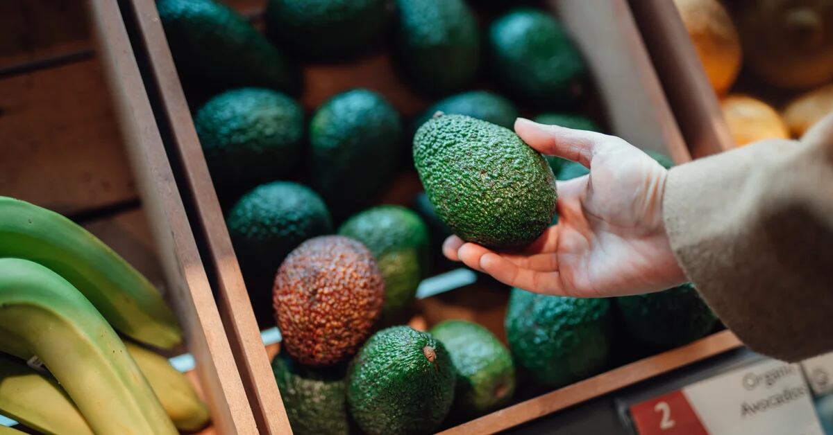 Colombia secured its presence at the Super Bowl with more than a thousand tons of avocado