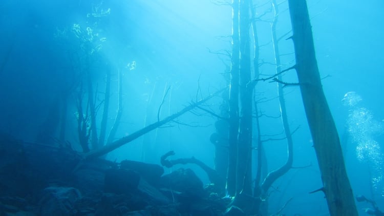 El “Bosque Sumergido” es una de las grandes atracciones turísticas de Villa Traful (Shutterstock.com)