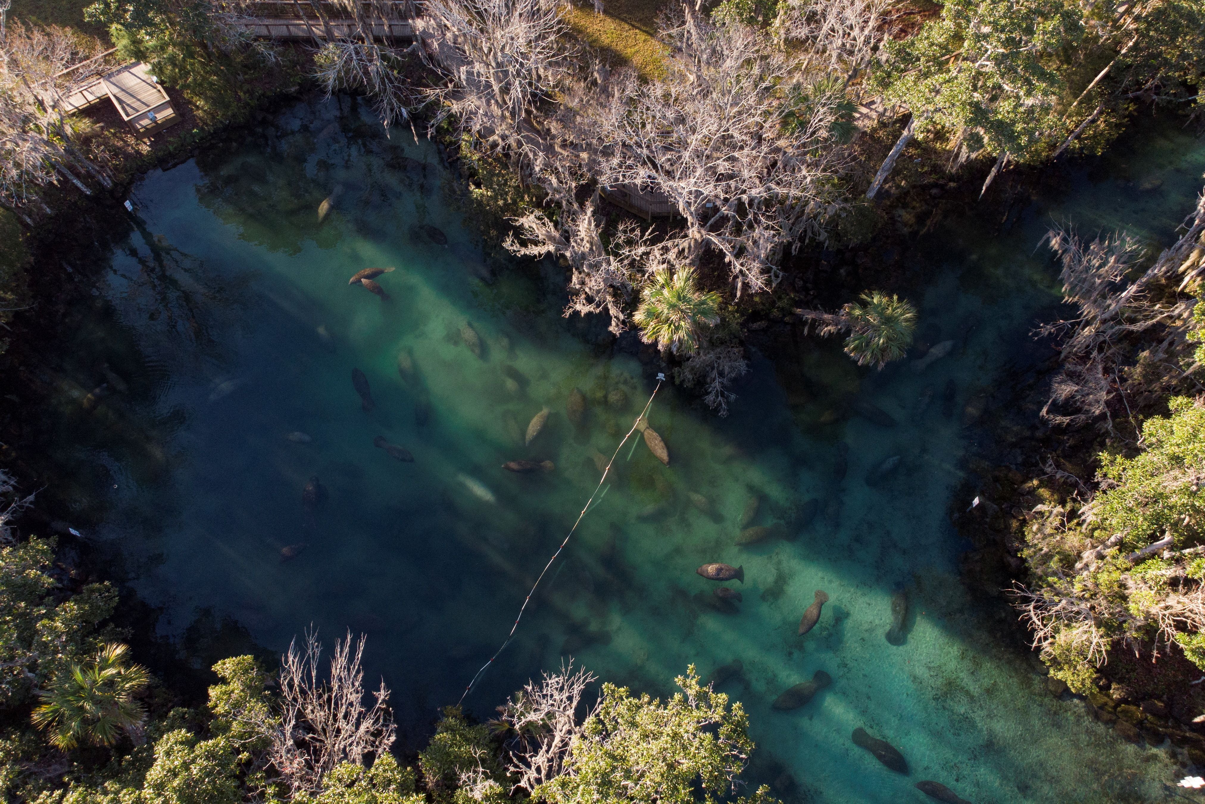 Los refugios de vida silvestre en Florida, donde la conservación de la biodiversidad y la educación ambiental se unen para proteger y destacar la riqueza natural del estado. (REUTERS/Marco Bello)