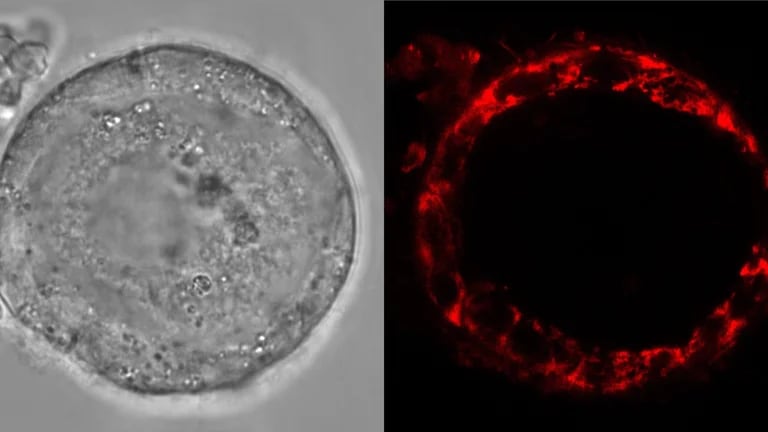 Encontraron que las mitocondrias en los ovocitos humanos y de ranas Xenopus usan vías metabólicas alternativas para gene 