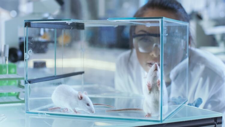 Los ratones alimentados con una dieta rica en sal fueron menos capaces de reconocer nuevos objetos y tuvieron dificultades para realizar una prueba de laberinto (Shuttestock)