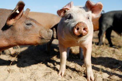 Los productos porcinos, un tema de debate (Reuters)