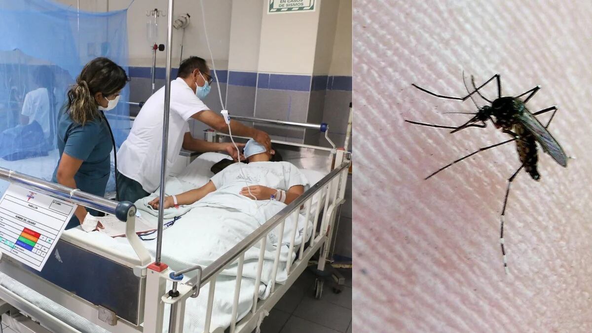 Dengue grave: las conclusiones de un experto sobre el impacto de la enfermedad en el organismo