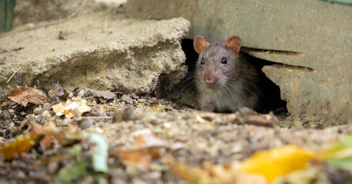 New study has warned New York City rats could carry variants of COVID-19