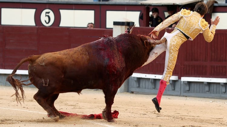 El diestro francés Juan Leal con su primero en el duodécimo festejo de la Feria de San Isidro, este sábado en la Monumental de Las Ventas (Fotos: EFE/JJ. Guillén)