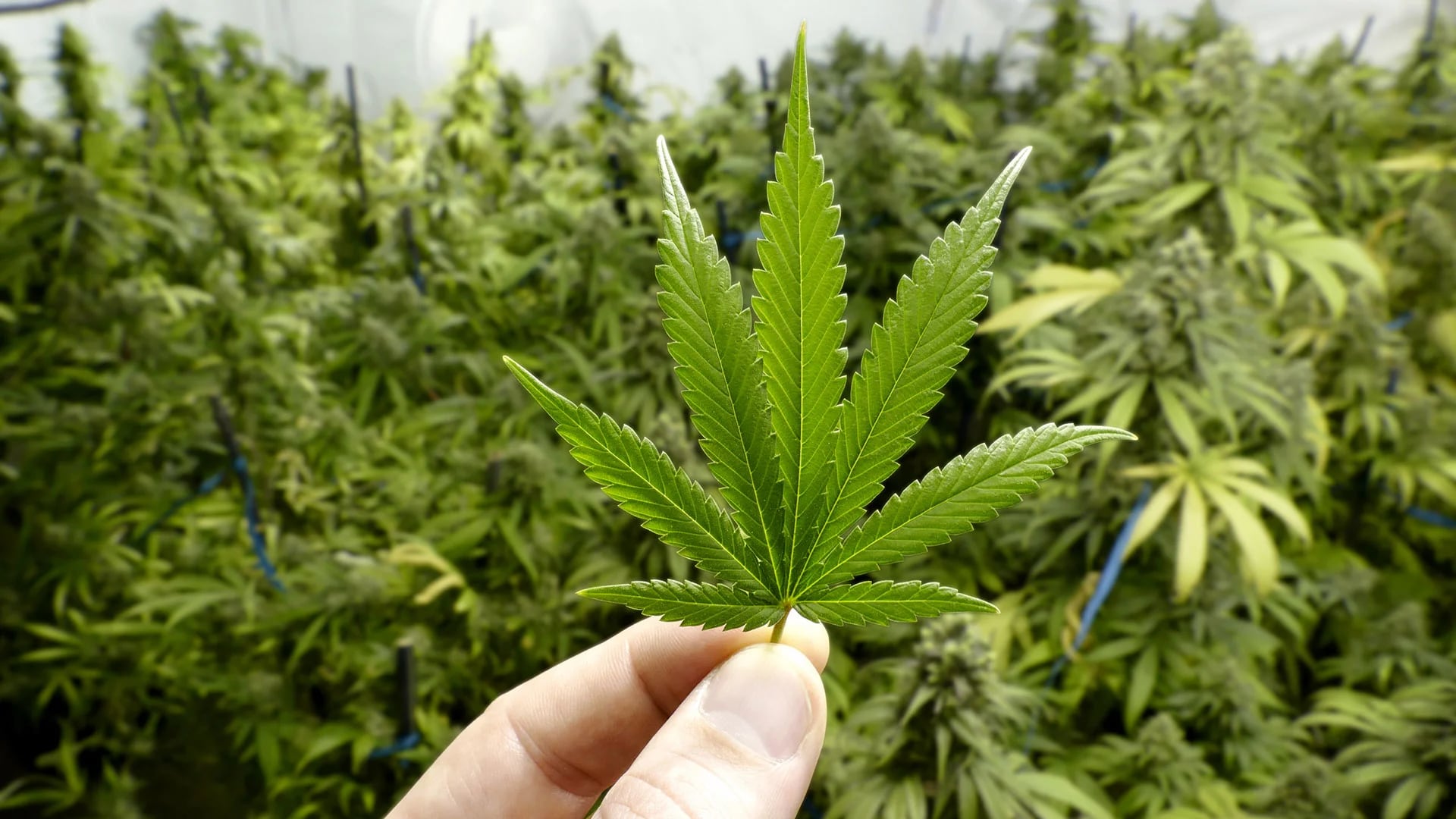 Los productores de cannabis y las compañías farmacéuticas creen que la marihuana medicinal será la próxima fuente de tratamiento contra el dolor.