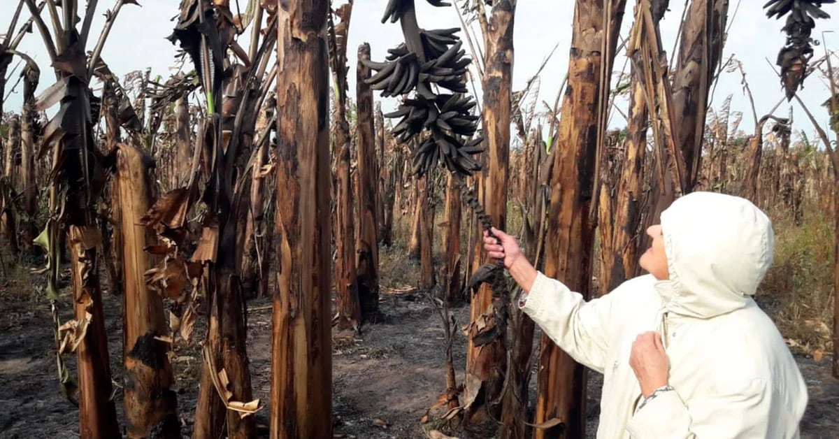Ha 81 anni, produce banane a Formosa ed è sul punto di perdere tutto a causa della siccità, del fuoco e del gelo.