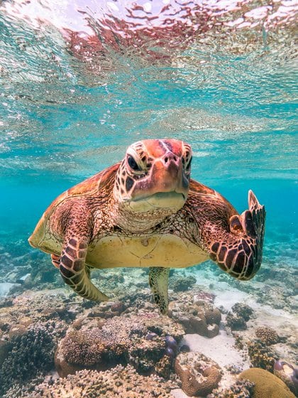 'Terry the Turtle'  flipping the bird - Mark Fitzpatrick / Comedy Wildlife Photo Awards 2020