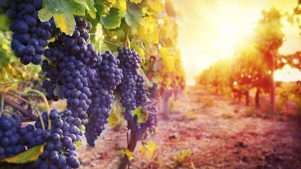 En Argentina, son más de 220 viñedos los que producen este vino (iStock)