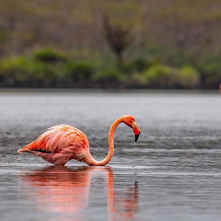 En Galápagos se introdujeron tarifas de entrada para permitir la conservación del parque y exigieron licencias para barcos para operadores turísticos y barcos de pesca para ayudar a la policía de la Reserva Marina a vigilar las aguas (@d_spiegel)