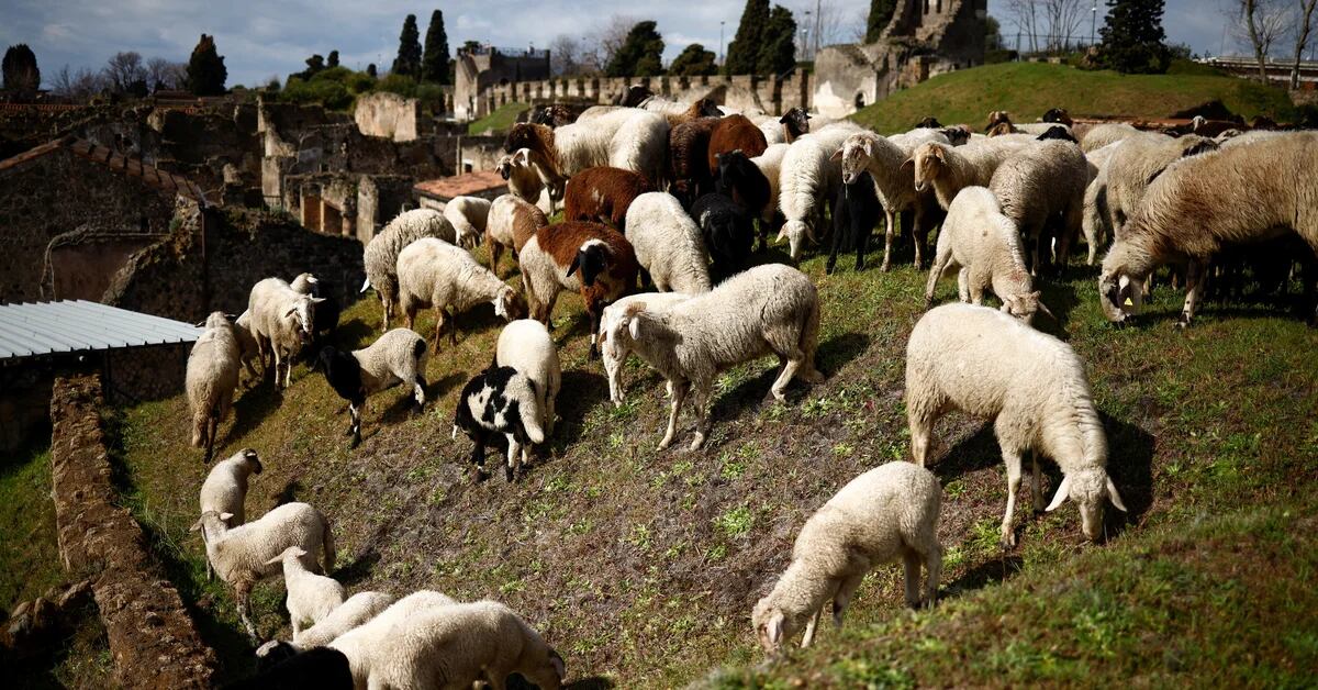 Sheep invade Pompeii to save its archaeological ruins