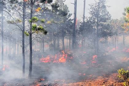 El investigador señala que, de marzo a junio, suelen presentarse más incidentes; sin embargo, no "es normal" que exista "una temporada de incendios" (Foto: UNAM)
