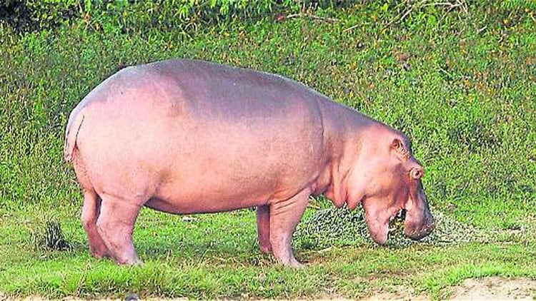 Uno de los hipopótamos de la Hacienda Nápoles (El Tiempo)